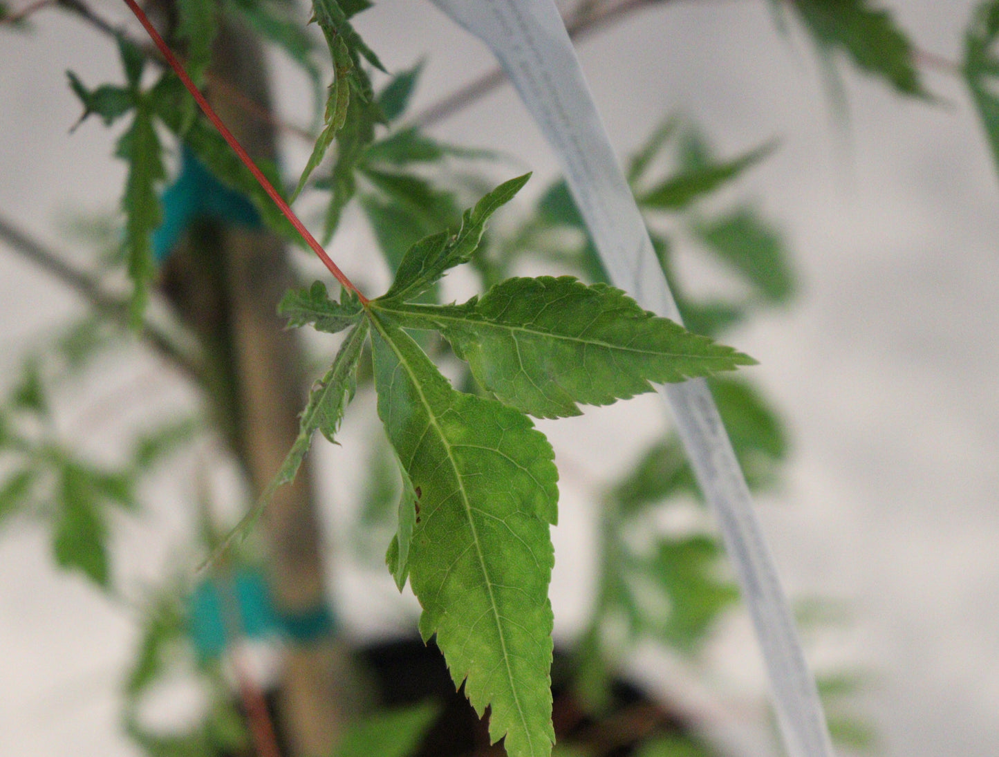 Acer palmatum Mama