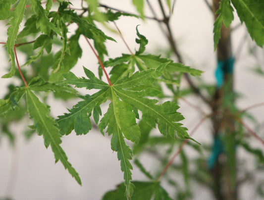 Acer palmatum Mama