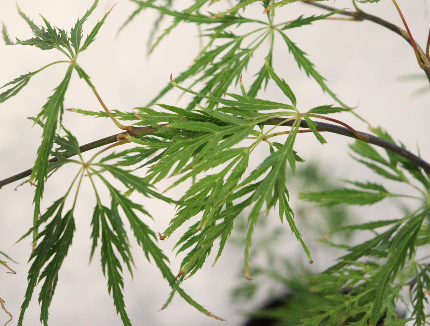 Acer palmatum dissectum Pink Lace