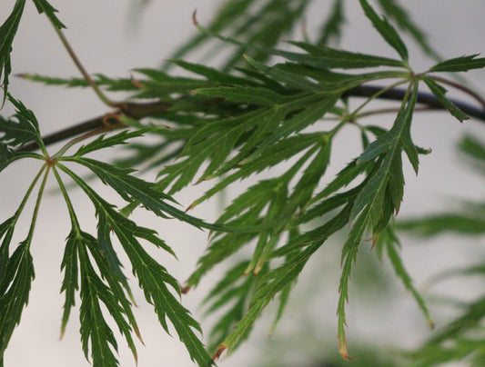 Acer palmatum dissectum Pink Lace