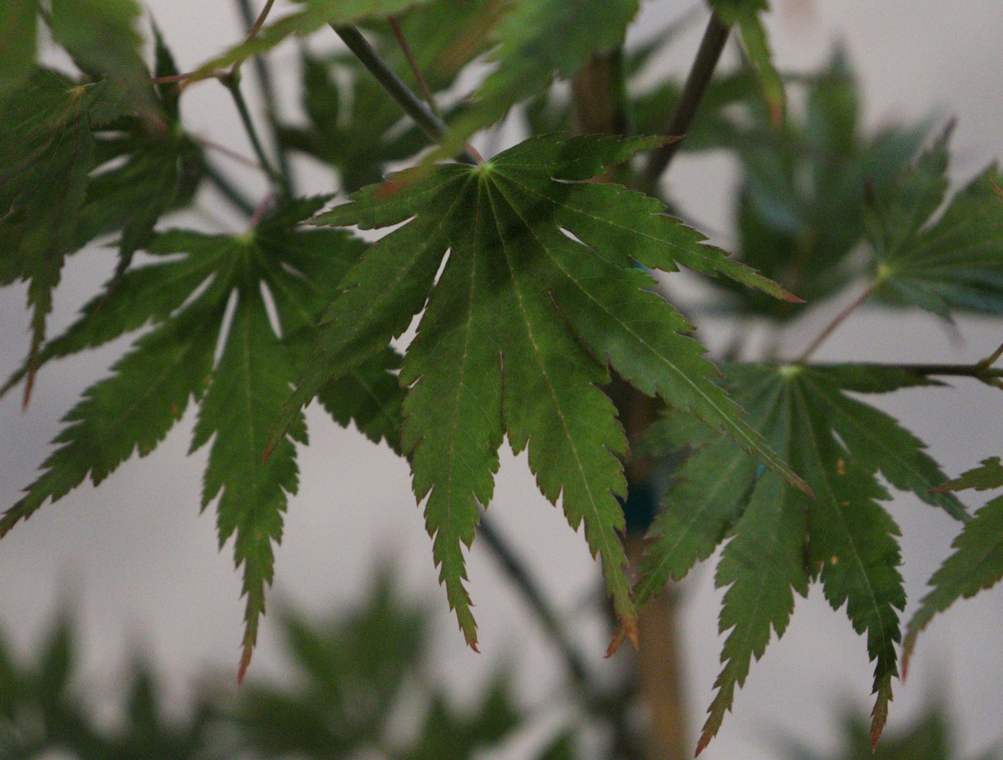 Acer palmatum Beni sazanami