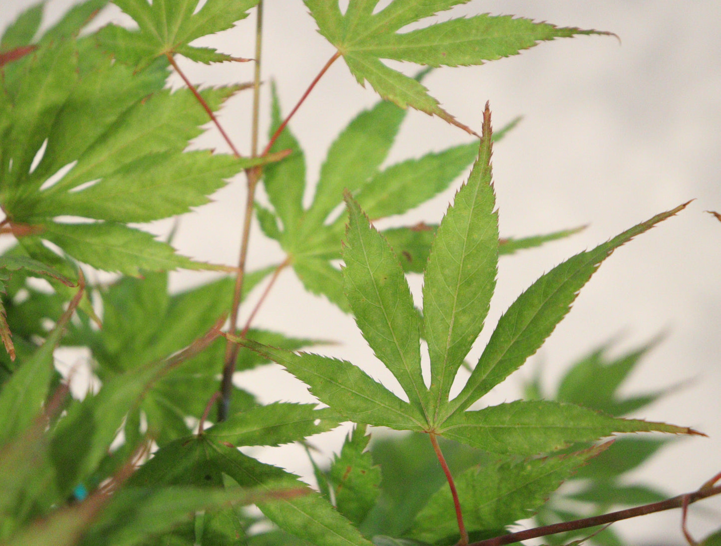 Acer palmatum Julia