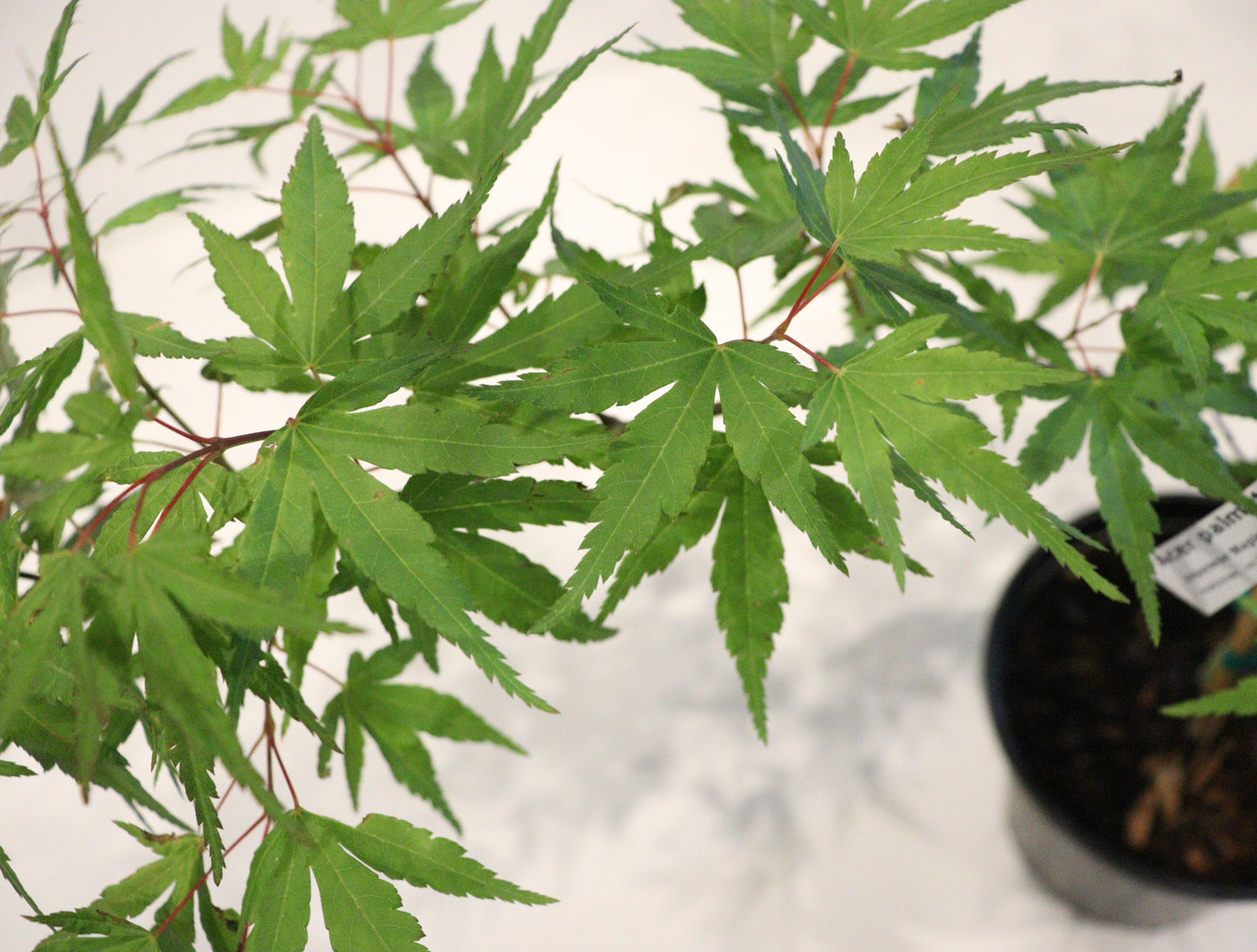 Acer palmatum Seiun kaku