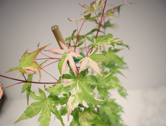 Acer palmatum Taiyo nishiki