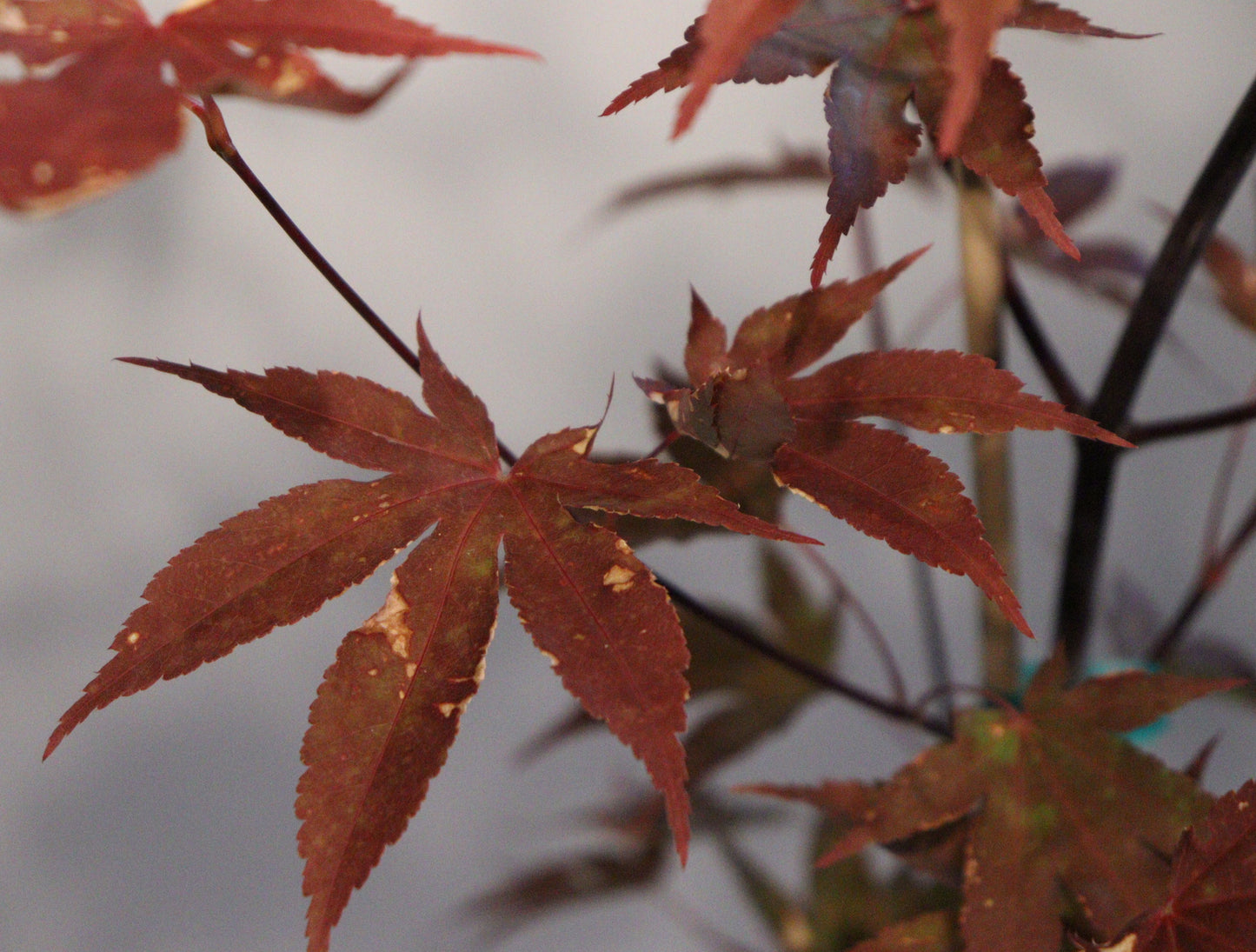 Acer palmatum Twilight