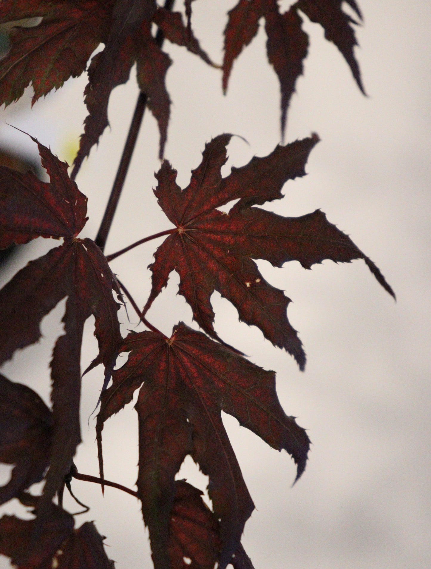 Acer palmatum Frosted Purple