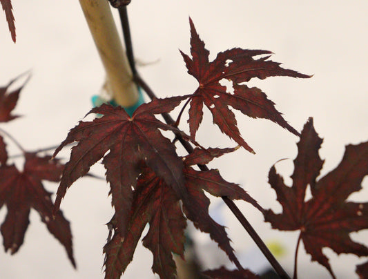 Acer palmatum Frosted Purple
