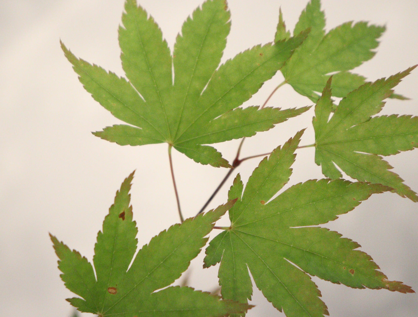 Acer palmatum Chuguji