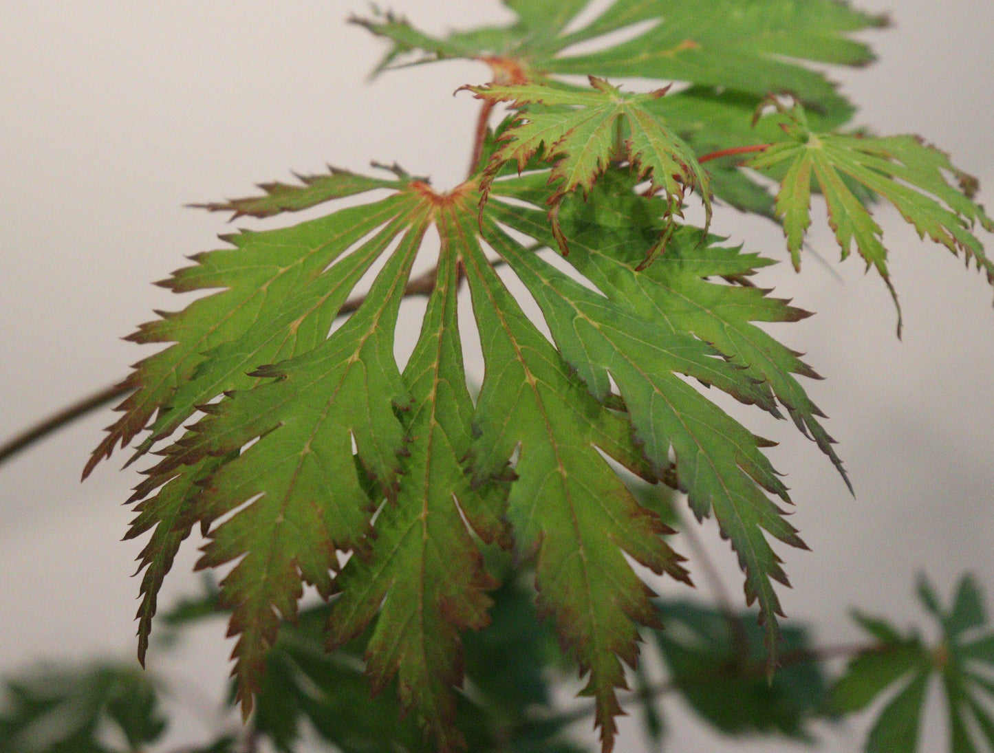 Acer japonicum Aconitifolium