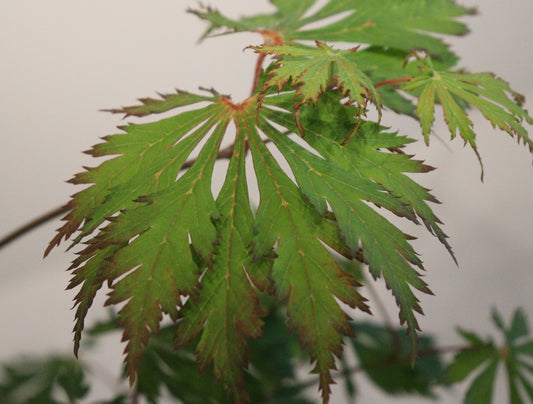 Acer japonicum Aconitifolium