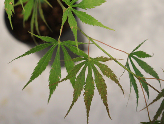 Acer palmatum Omure-yama