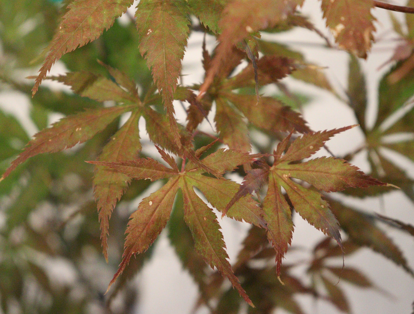 Acer palmatum Grandma Ghost