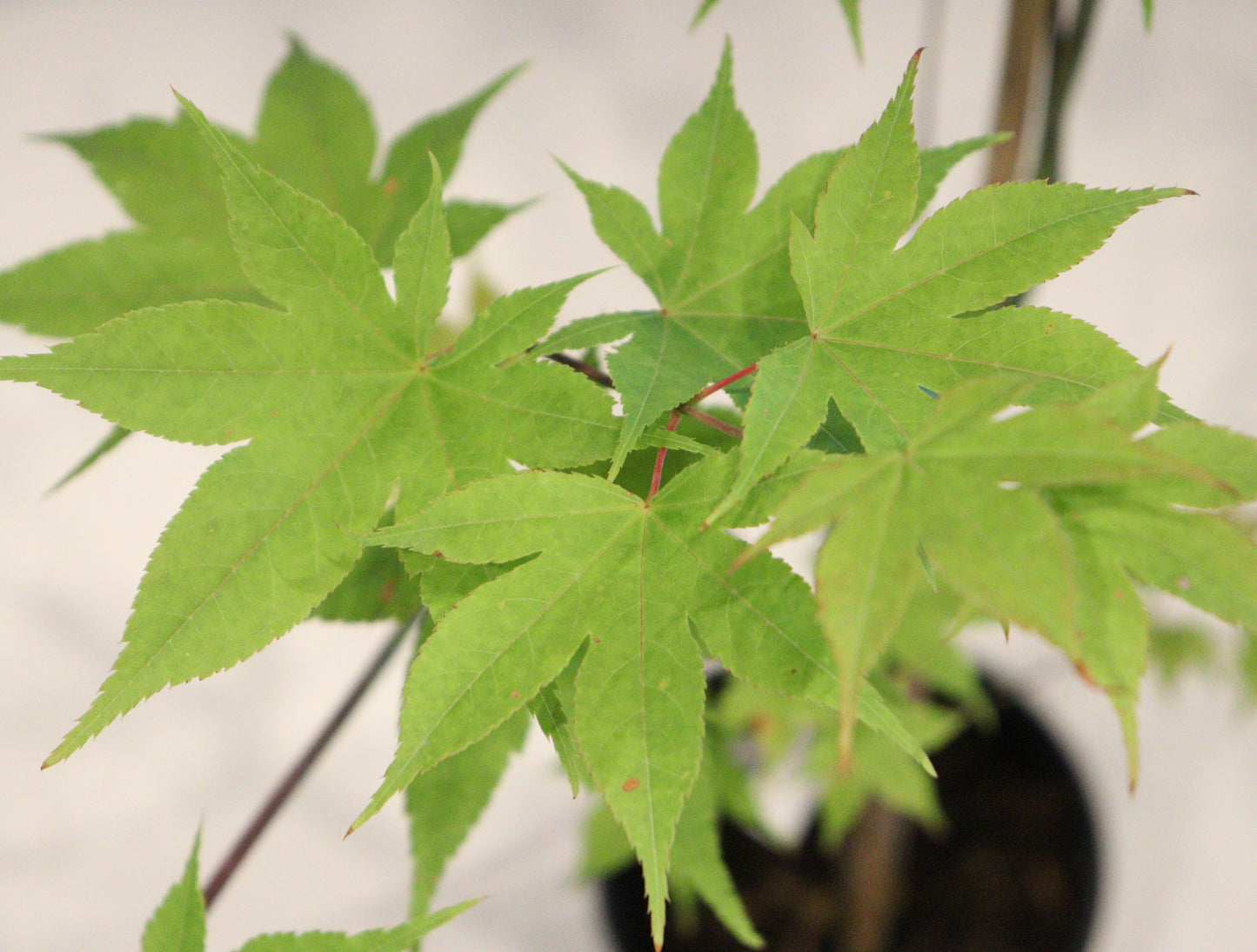 Acer palmatum Saotome