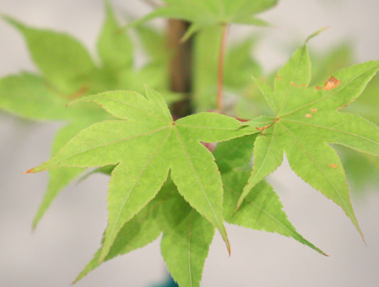Acer palmatum Saotome