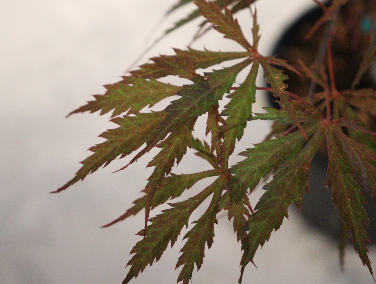 Acer palmatum Earthfire