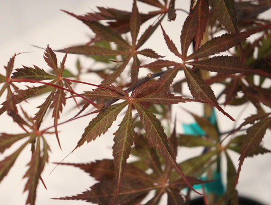 Acer palmatum Earthfire