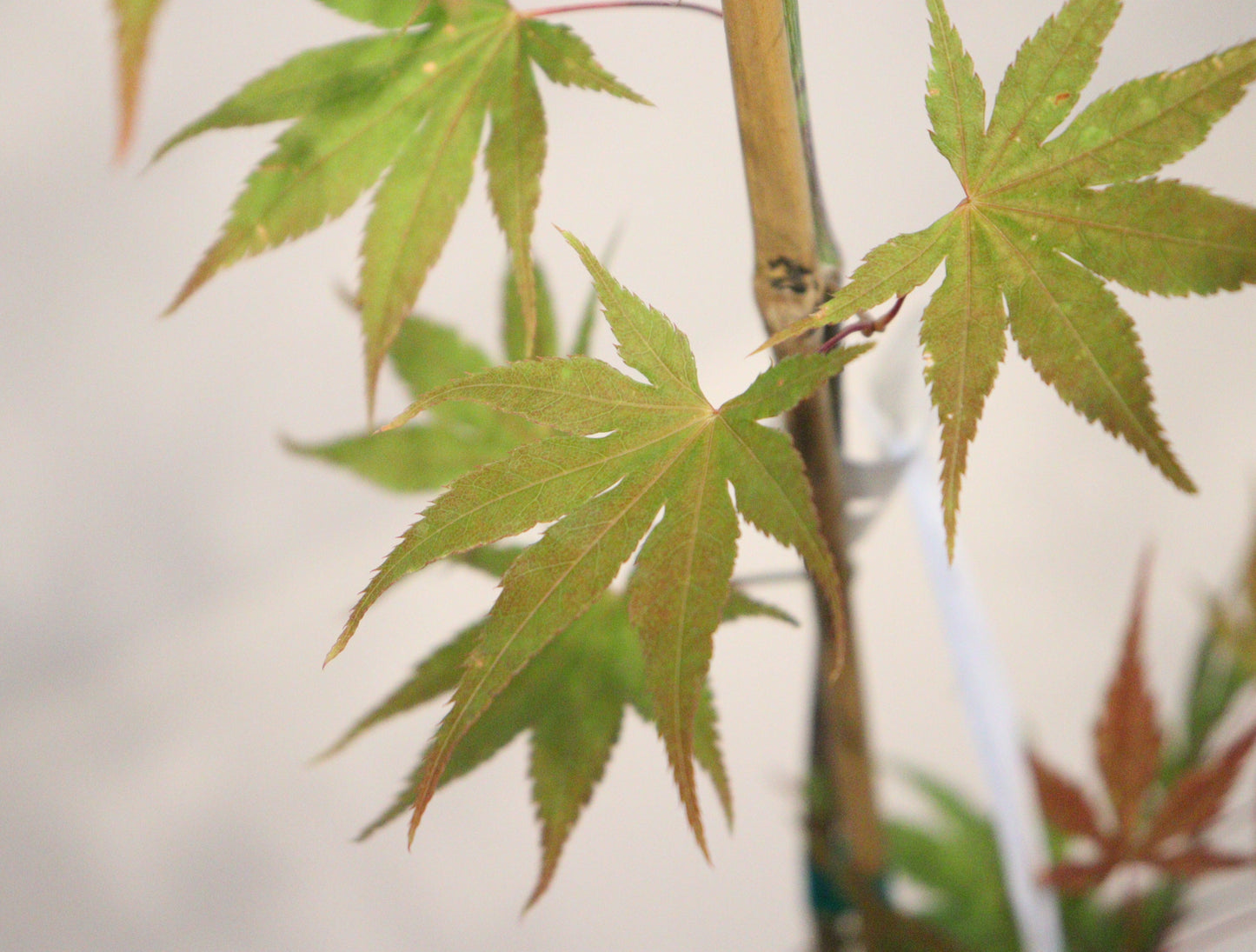 Acer palmatum Gaki no sugi