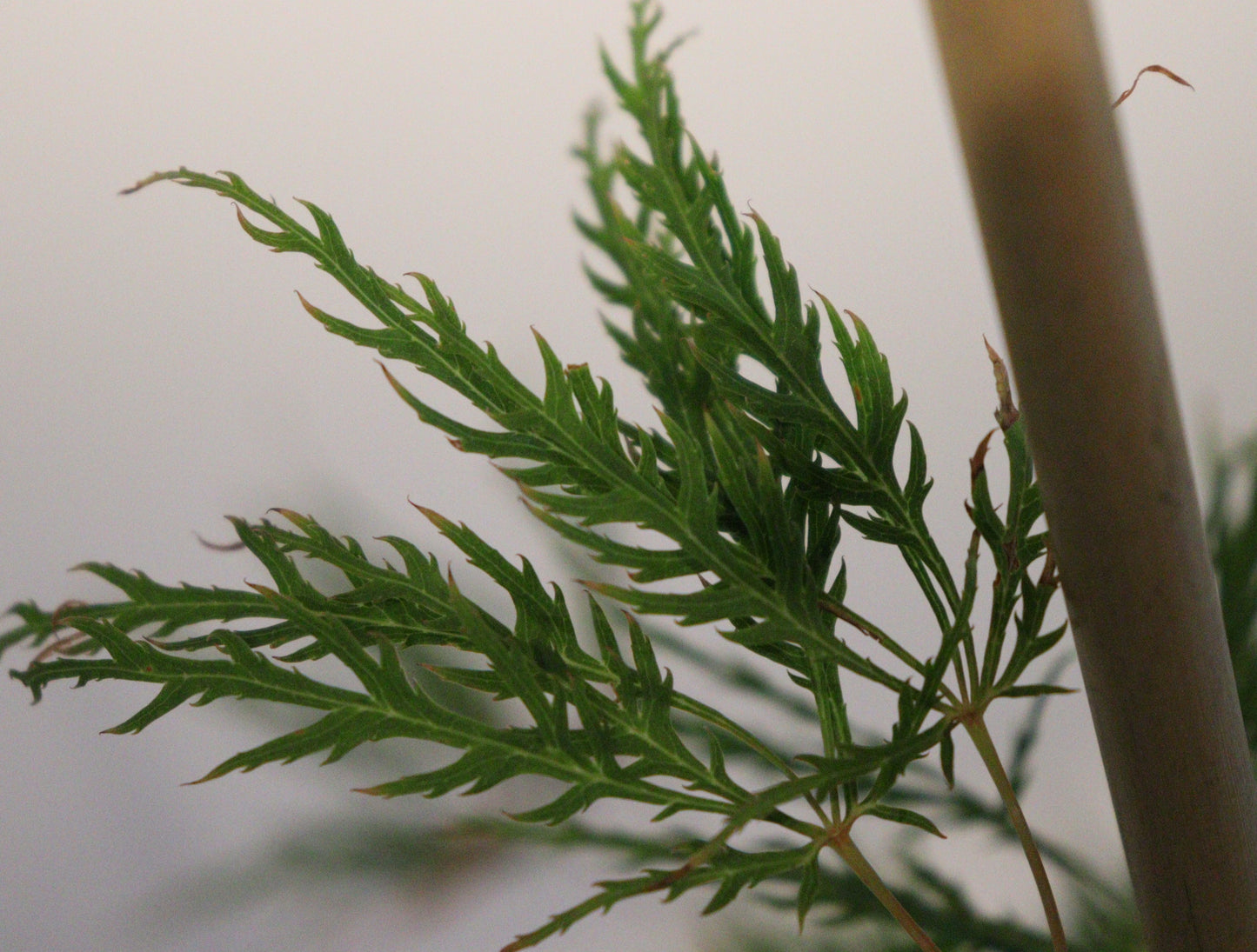 Acer Palmatum Dissectum Viridis