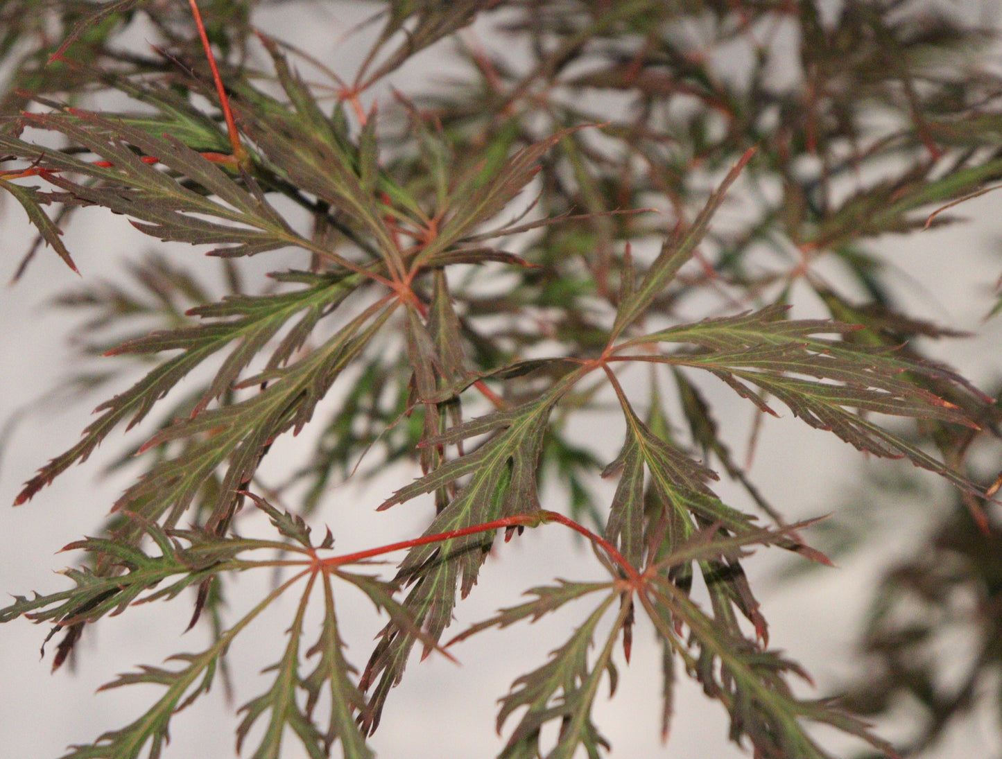 Acer palmatum dissectum Lion Heart