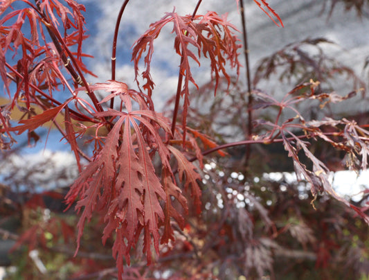 Acer palmatum Dissectum 'Firecracker'