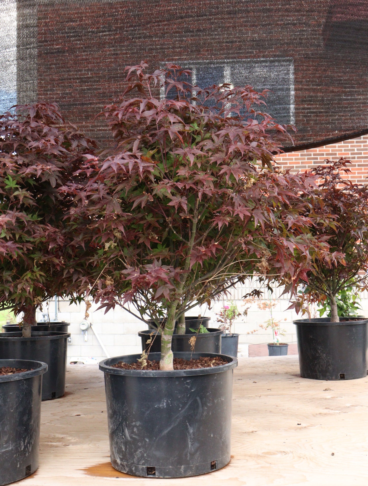 Rhode Island Red Japanese Maple (Acer palmatum 'Rhode Island Red')
