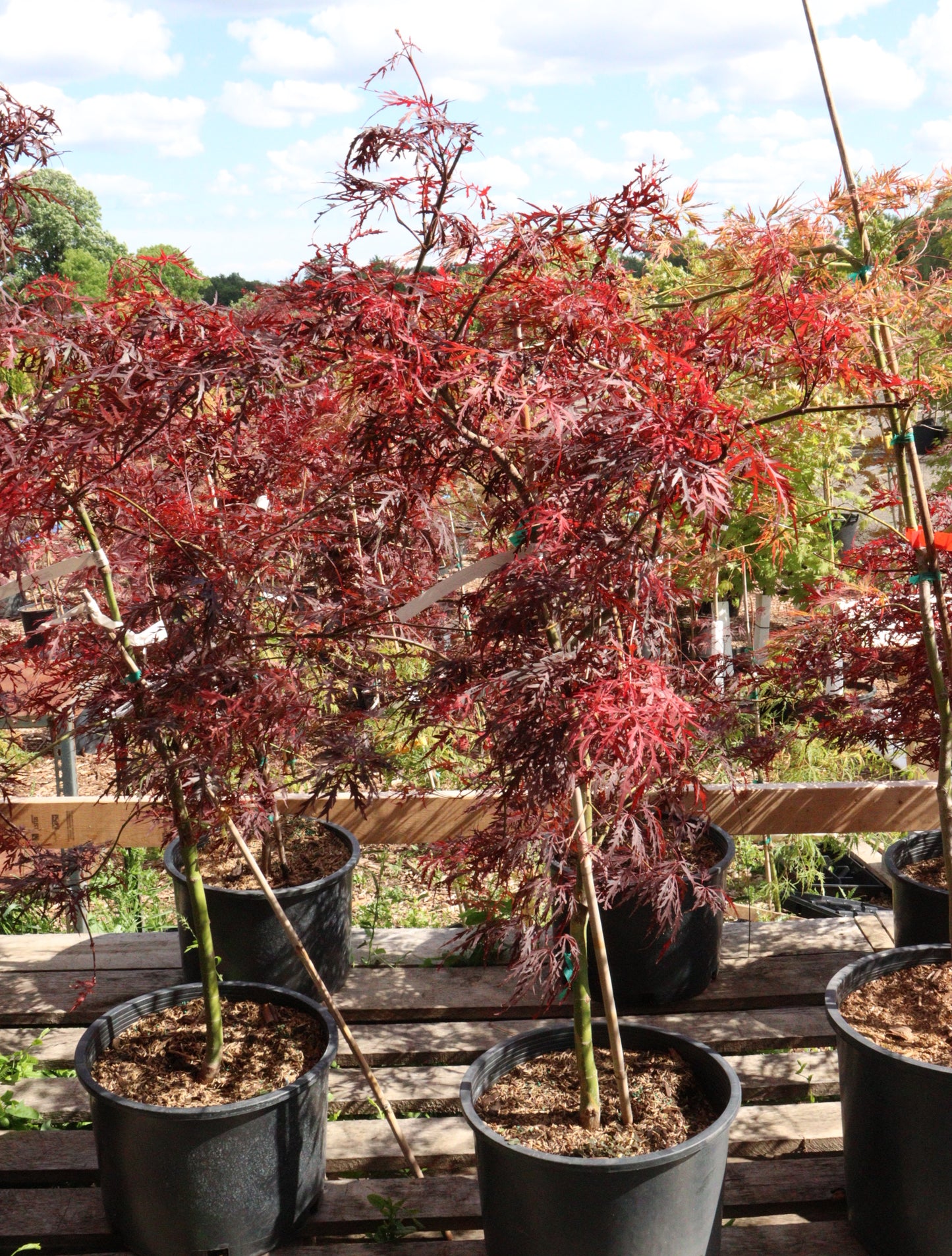 Acer palmatum dissectum 'Crimson Queen'