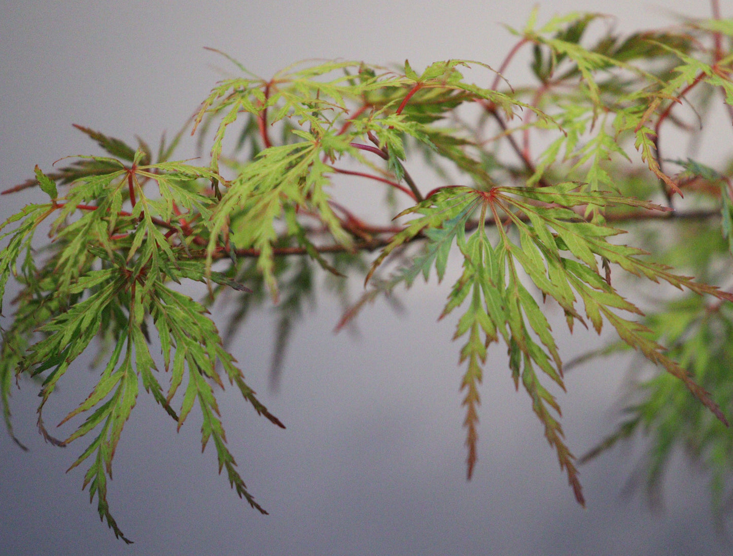 Acer Palmatum Seiryu
