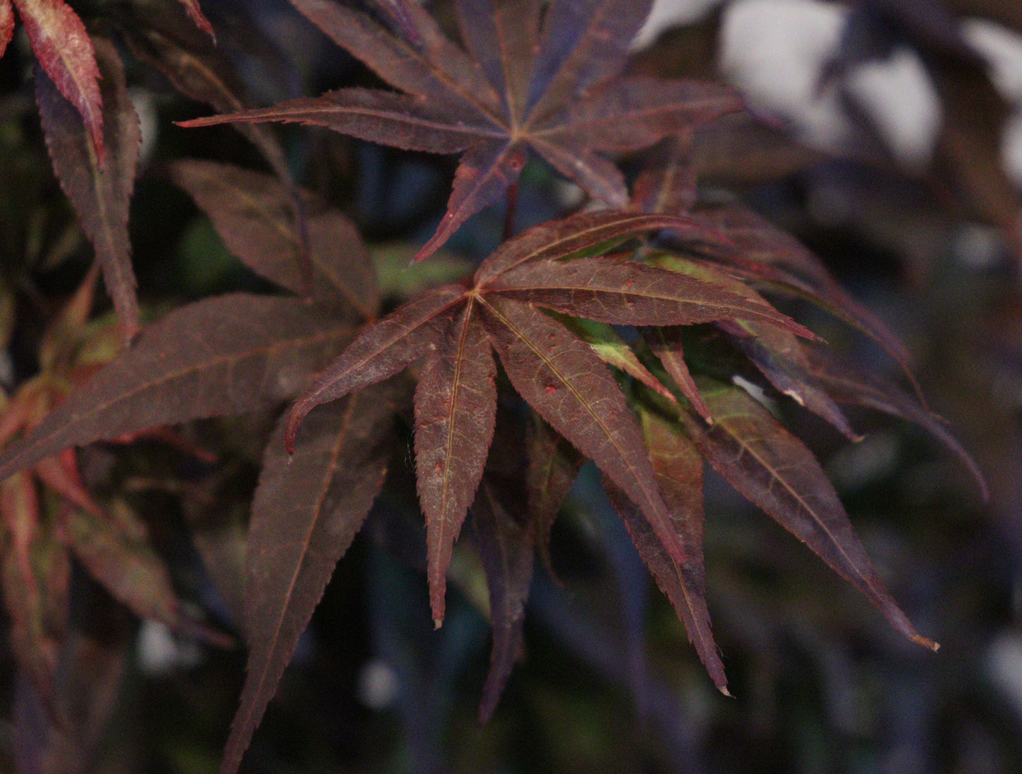 Acer Shirasawanum Twombly's Red Sentinel'