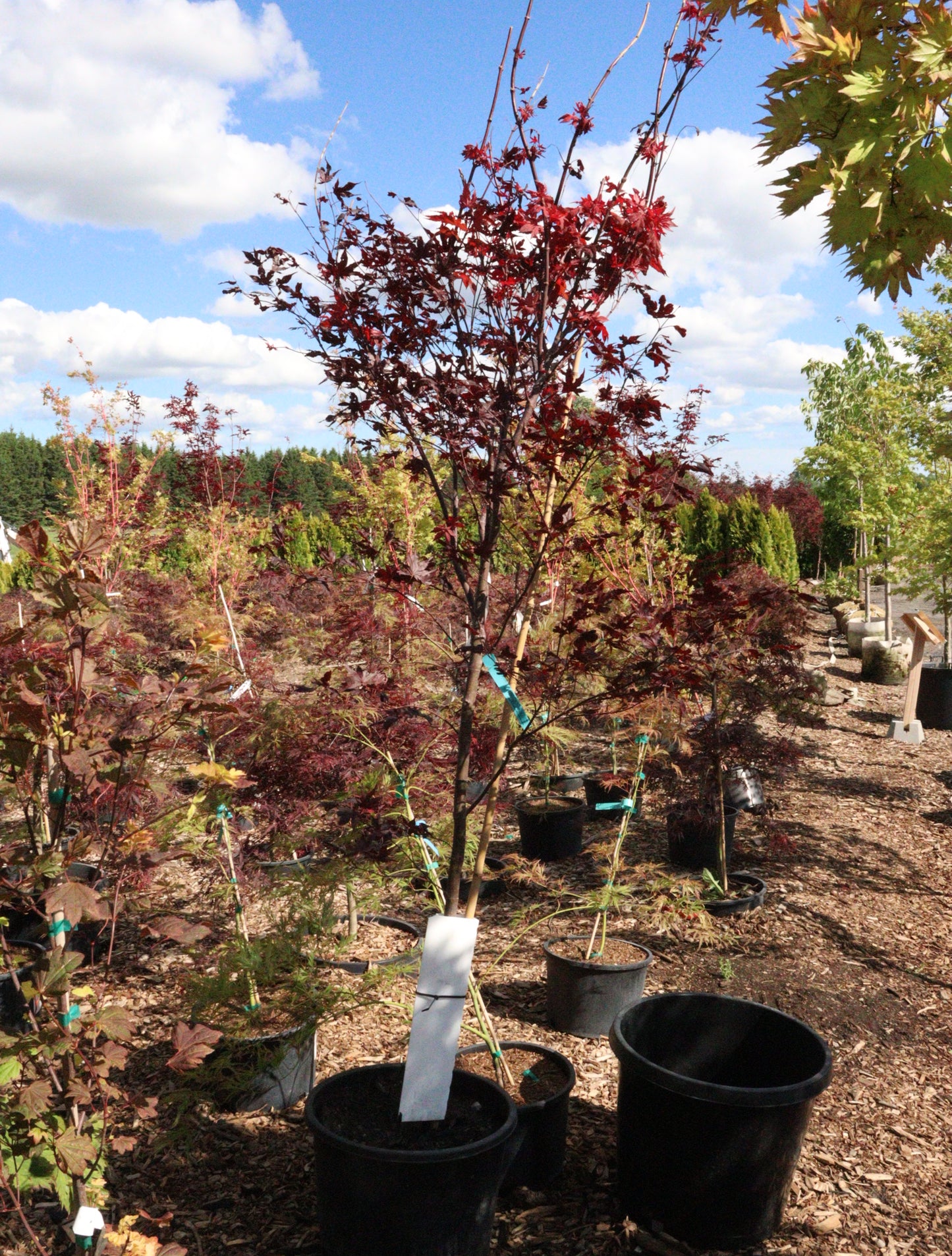 Acer Palmatum Purple Ghost