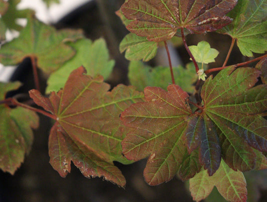 Acer circinatum Sunny Sister