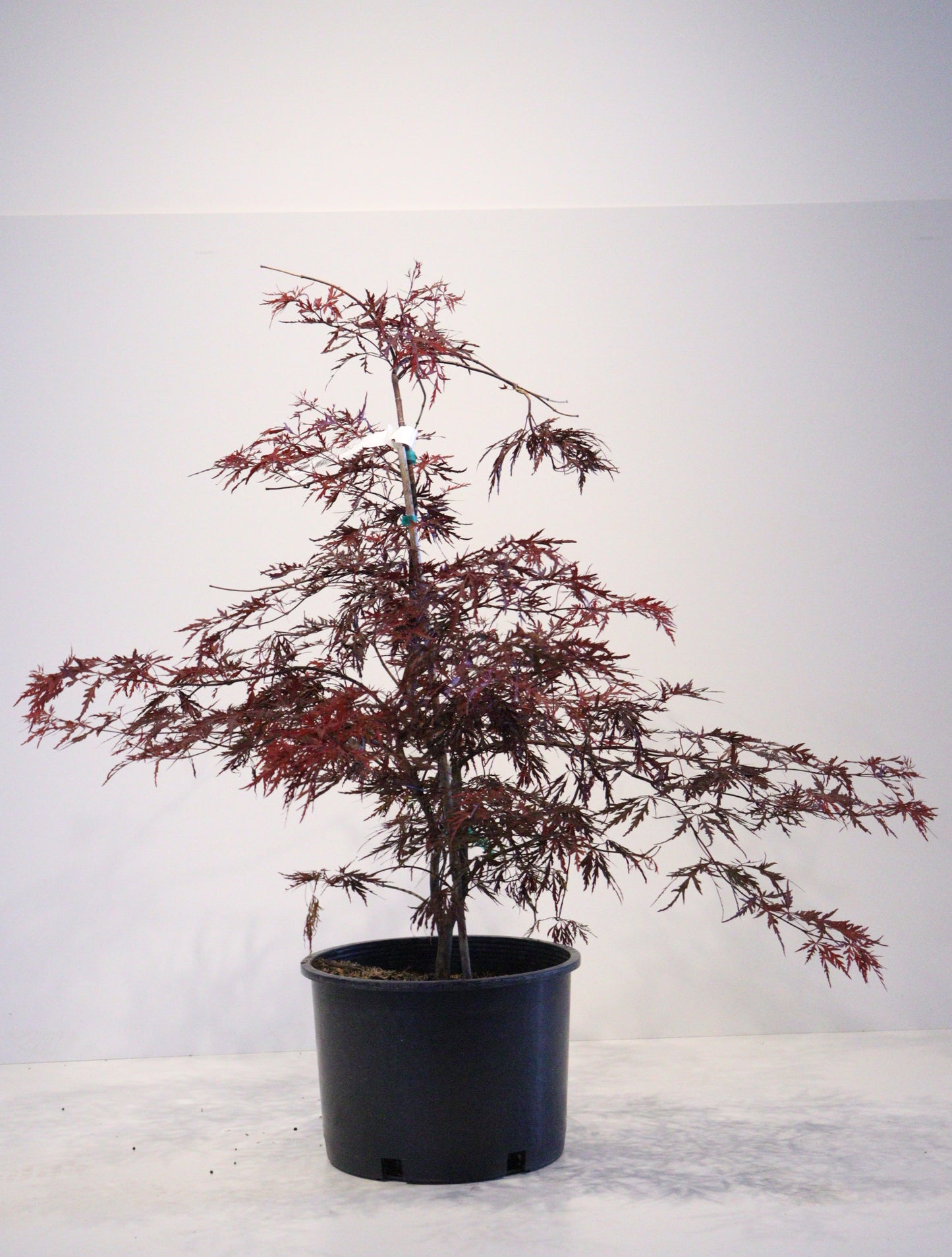 Acer Palmatum Dissectum 'Red Dragon'