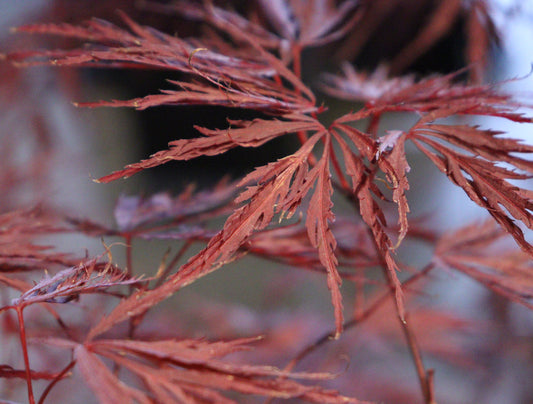 Acer palmatum dissectum 'Inaba Shidare'