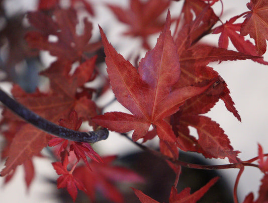 Acer Palmatum 'Fireglow'