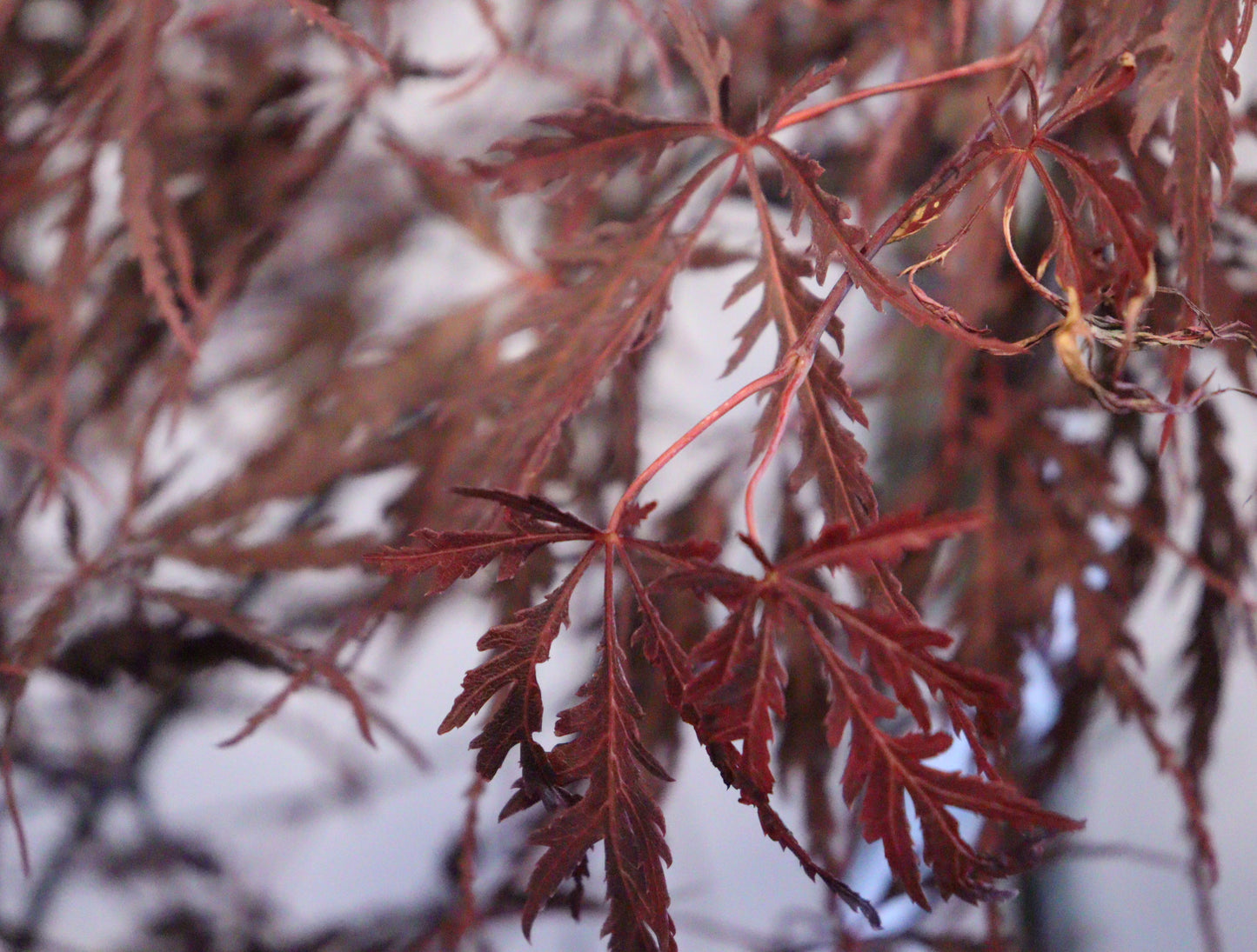 Acer palmatum dissectum 'Tamukeyama'