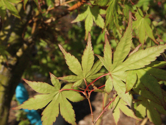 Acer palmatum Green Japanese Maple