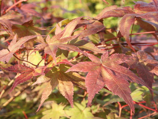 Acer Palmatum 'Shindeshojo'