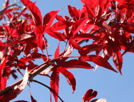 Acer Palmatum 'Emperor 1'