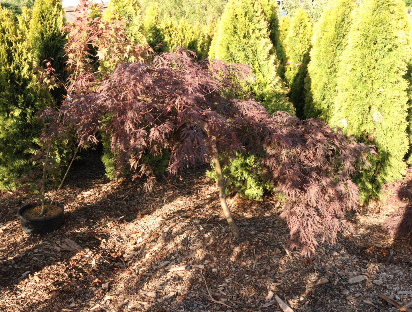 Acer palmatum dissectum 'Inaba Shidare'