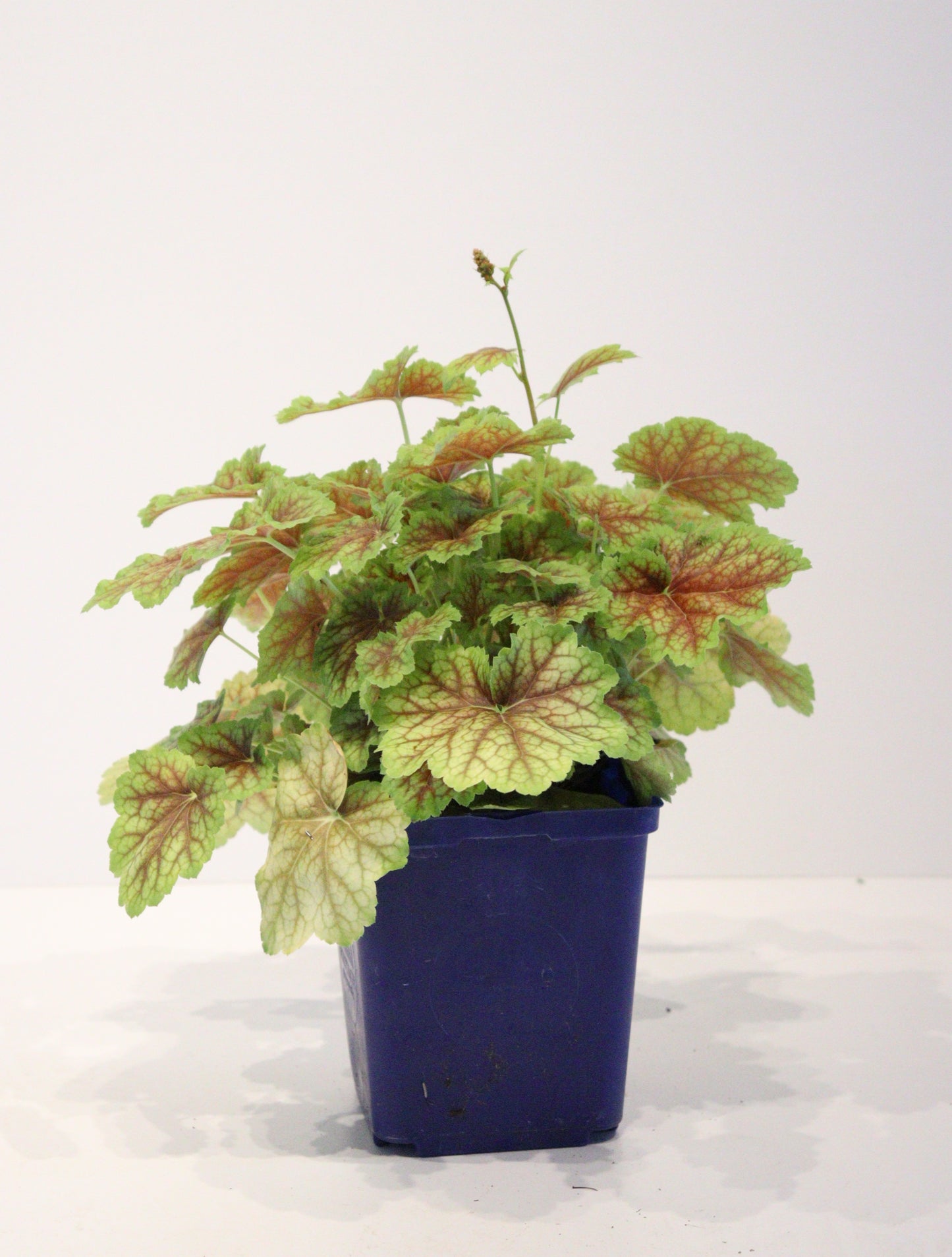 Coral Bells 'Eternal flame'