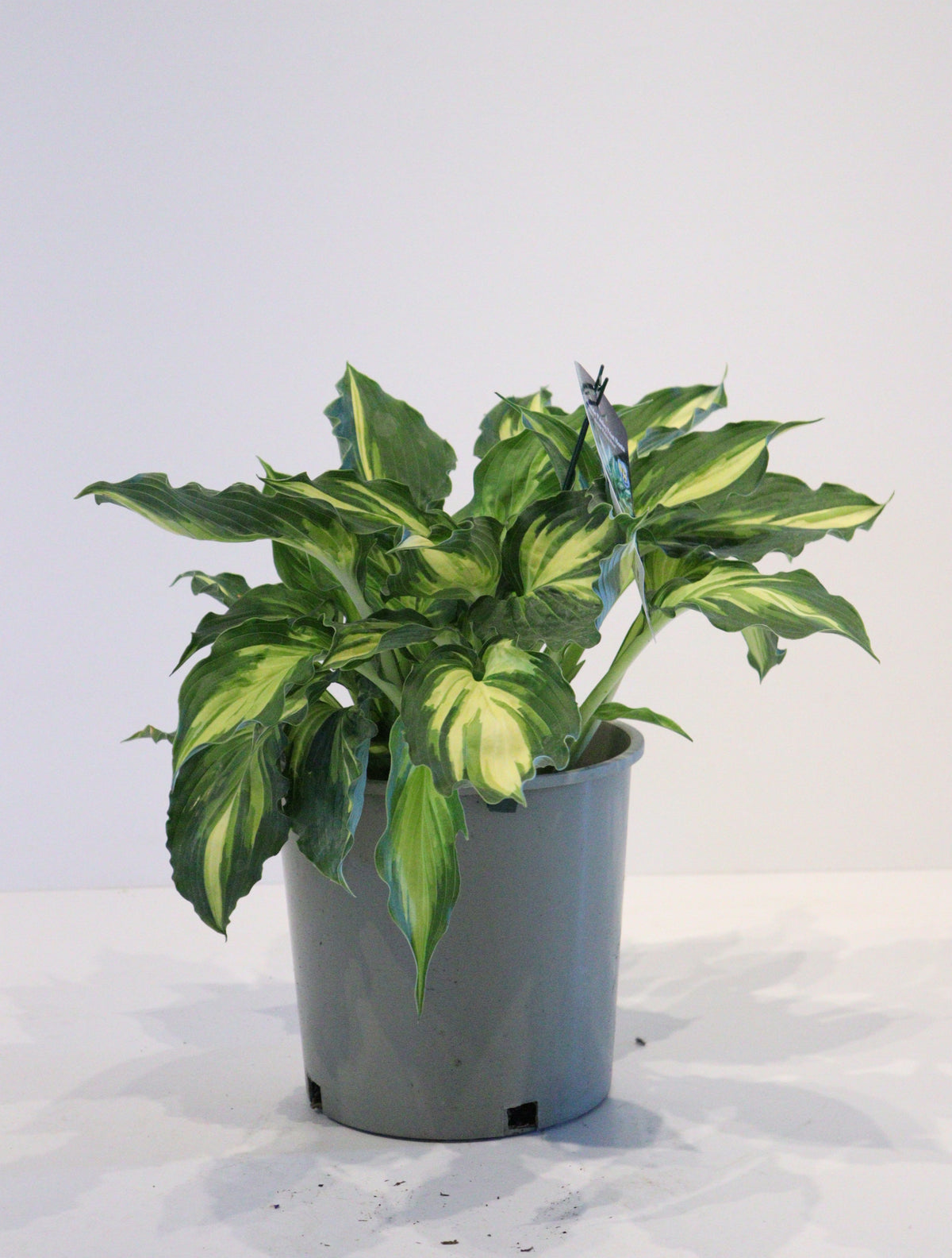 Hosta 'Lakeside Paisley Print'