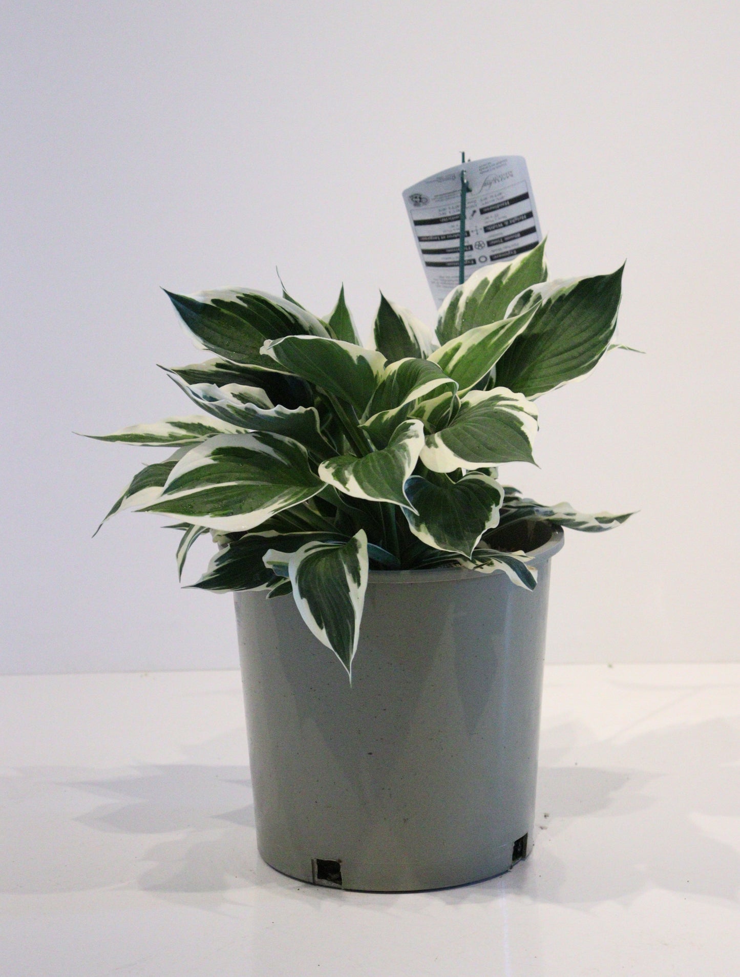 Hosta 'Patriot'