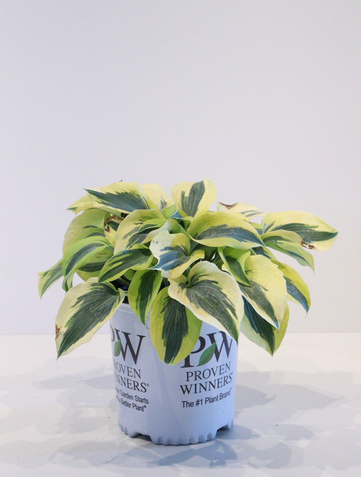 Hosta 'Autumn Frost'