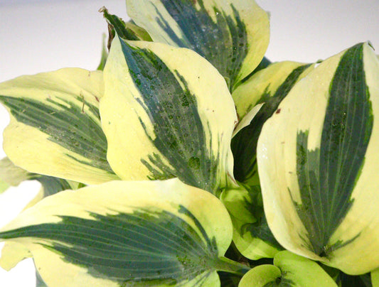 Hosta 'Autumn Frost'