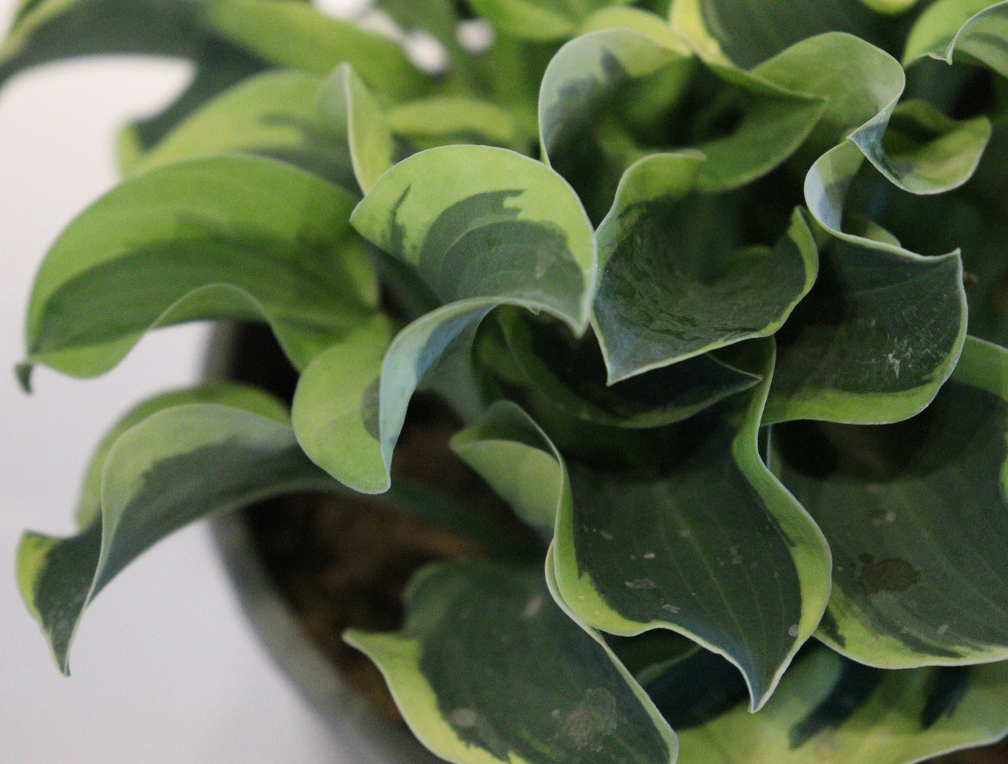 Hosta 'Mini Skirt'