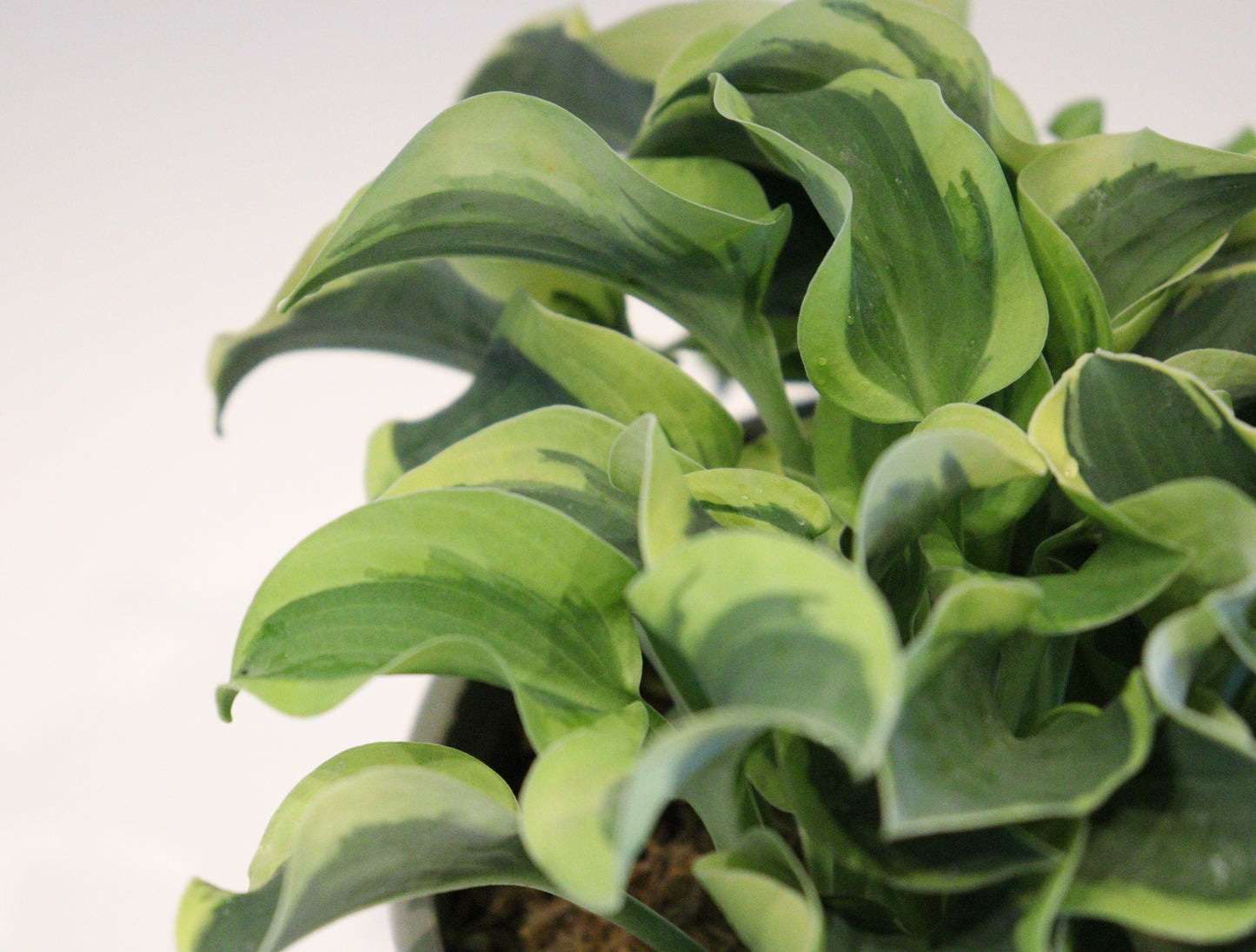 Hosta 'Mini Skirt'