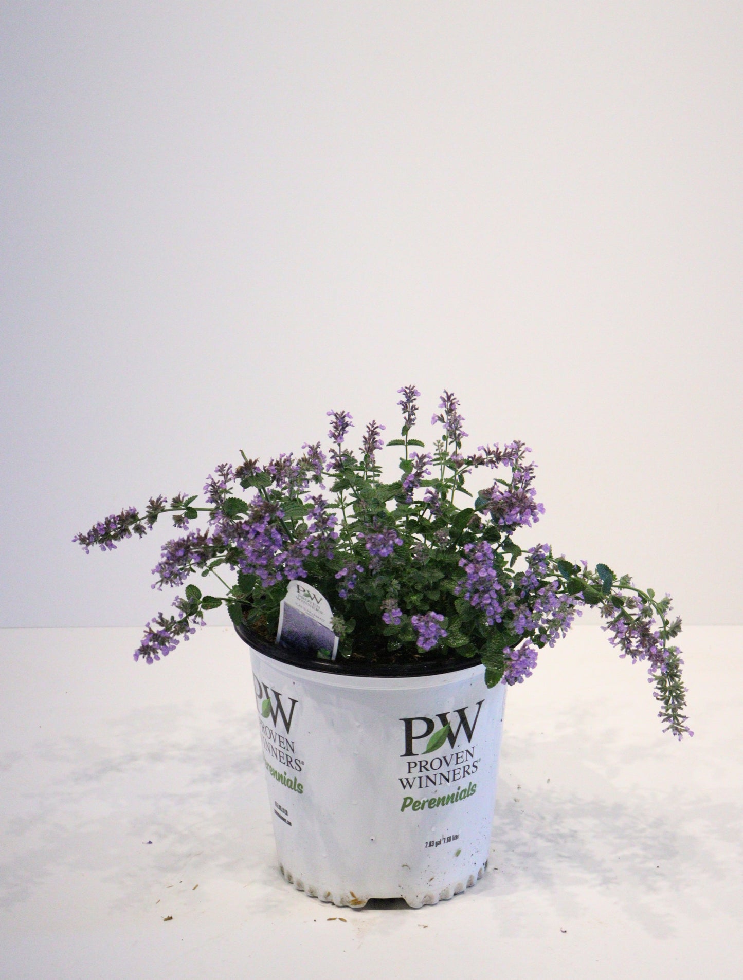 Catmint 'Cat's Pajamas'