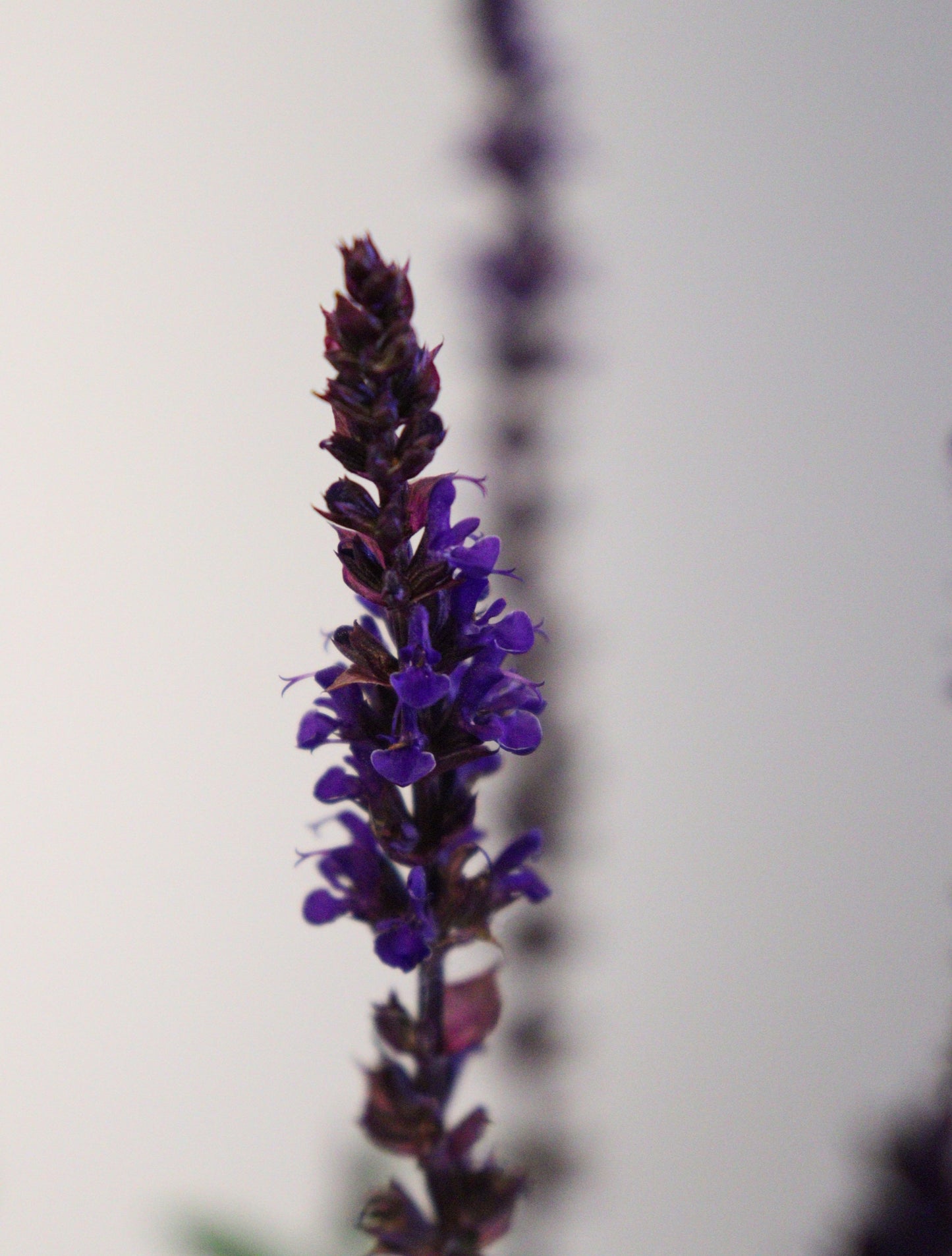 Salvia Caradonna