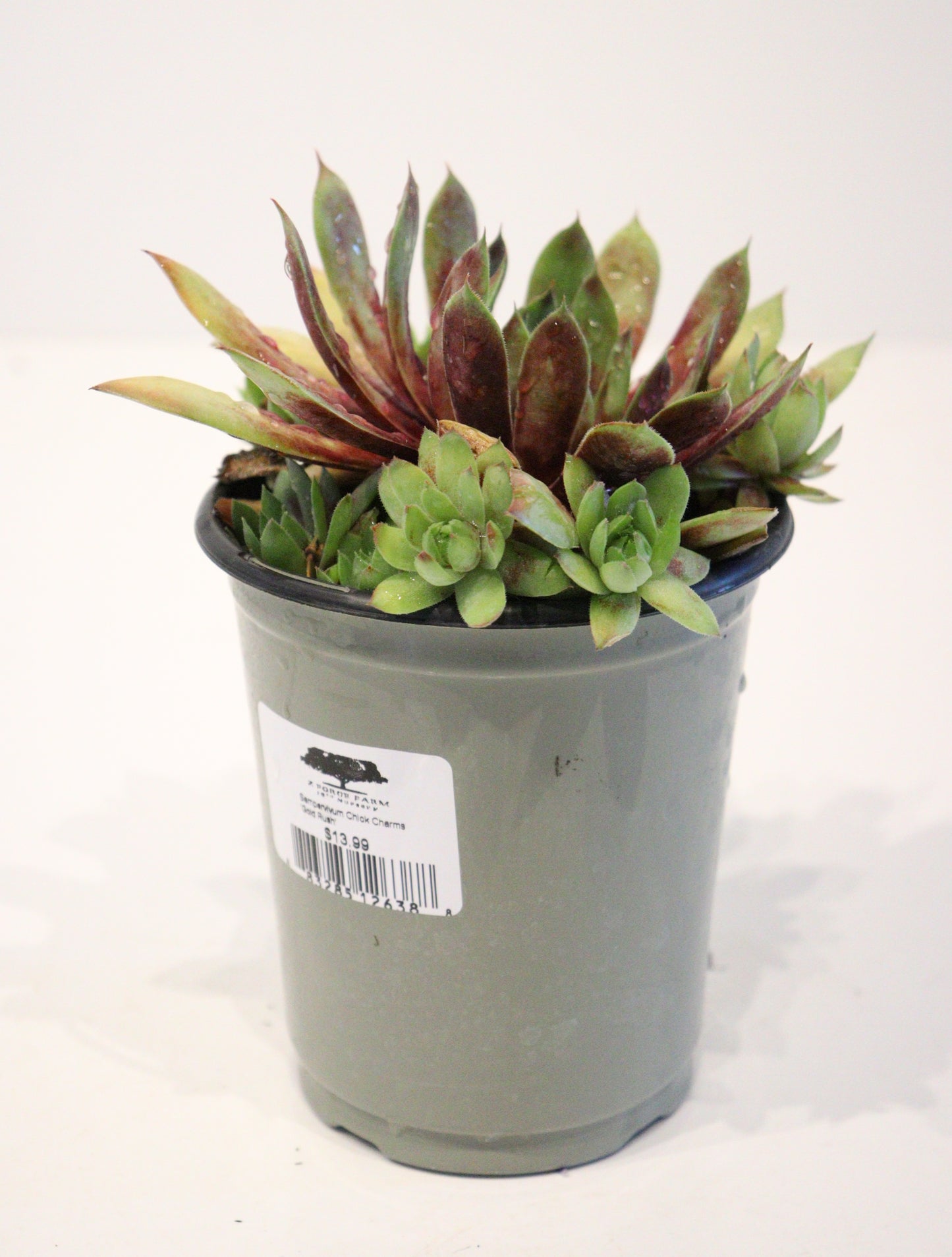 Sempervivum Chick Charms 'Gold Rush'