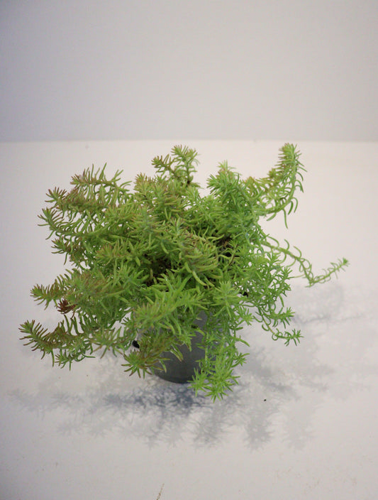 Sedum Sunsparkler 'Angelina's Teacup'