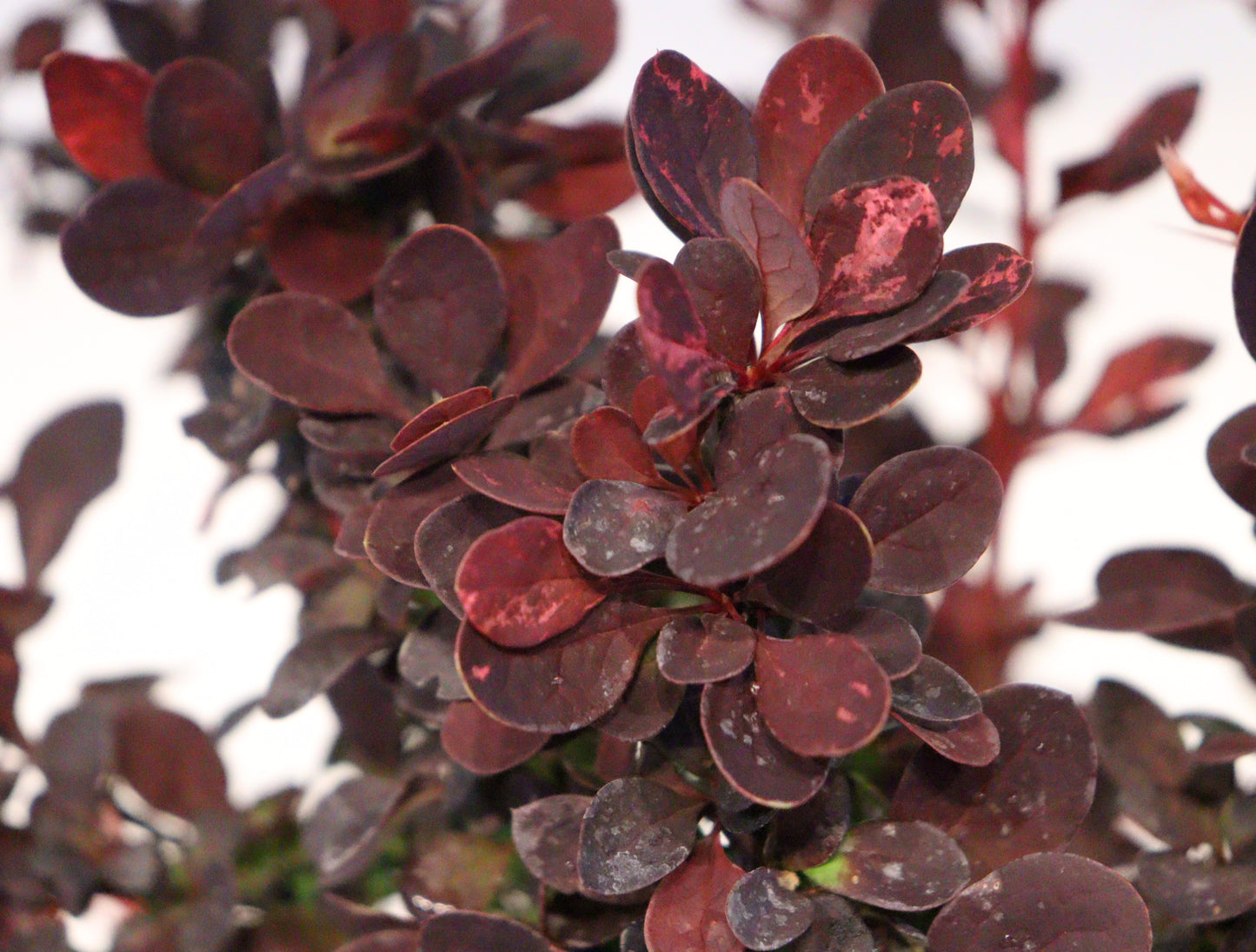 Rose Glow Barberry
